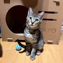 ナデナデ大好き甘えん坊なビビちゃん