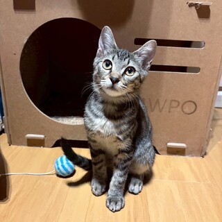 ナデナデ大好き甘えん坊なビビちゃん