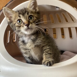 キジトラ　ゆいくん　1ヶ月半の男の子