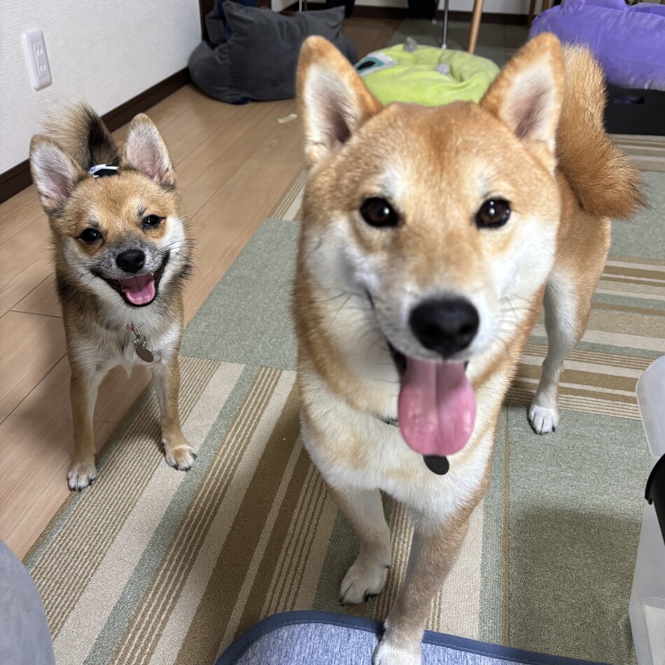 ふうのカバー写真