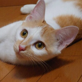 茶白ではレアな女の子　クルミちゃん