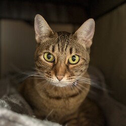 夜の猫の譲渡会 サムネイル2