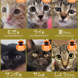 秋の28匹子猫まつり★みよし市