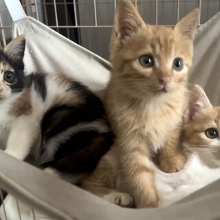 人馴れした三毛女の子、茶トラ男の子の兄妹 