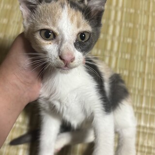 パステル三毛の女の子☆（日程調整中）