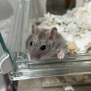 イエロージャンガリアンハムスター（♂）