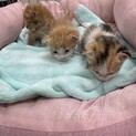 8月26日に産まれました。3匹の子猫です。