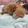 8月26日に産まれました。3匹の子猫です。 サムネイル2