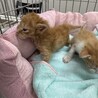 8月26日に産まれました。3匹の子猫です。 サムネイル3