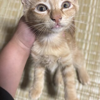 家族募集中☆茶トラの女の子！！