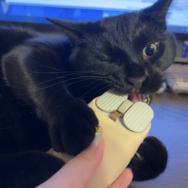 マウスが気に食わないネッコ