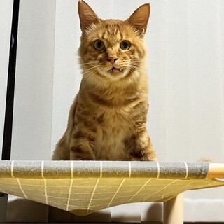 甘えたボーイ茶トラのおんちゃん