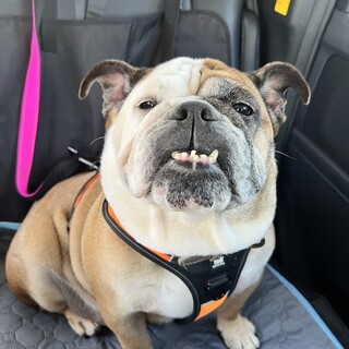 お人よしの可愛い女の子「よねこ」