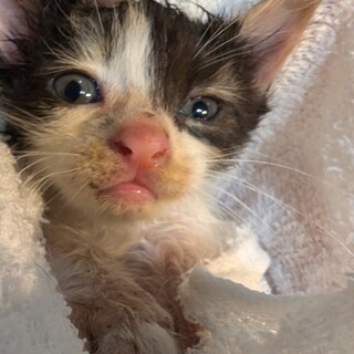 仔猫ちゃんの里親さん募集中です