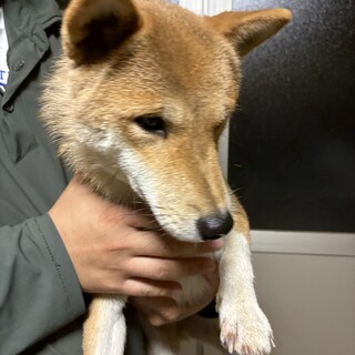 １歳元気いっぱいな柴犬みつかちゃん