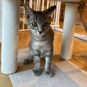 なでなで大好き♡ 生後3か月 グレーのキジトラ