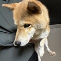 8歳柴犬の神くん