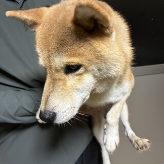 8歳柴犬の神くん