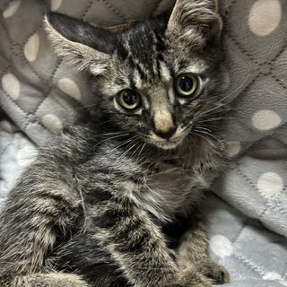 8月1日生まれのキジトラおとこのこです！