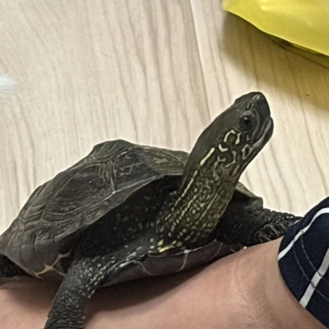 蜜柑mikanのカバー写真