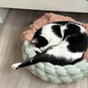 なぜか足を伸ばして寝る癖があります。なぜ？狭いのかな？？