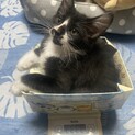 8月1日生まれのおとこのこ、黒白ハチワレ猫です！