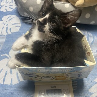 8月1日生まれのおとこのこ、黒白ハチワレ猫です！