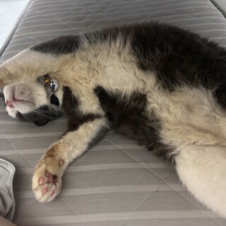 抱っこ大好き 甘えん坊ハチワレくん