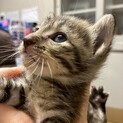 キキとララのずっとのお家を探しています。
