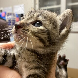 キキとララのずっとのお家を探しています。