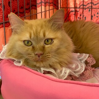 ふわふわ茶色の甘えん坊ガール、家族募集中