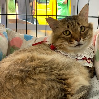 長毛キジ柄の女の子、優しいご縁を待っています