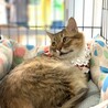 長毛キジ柄の女の子、優しいご縁を待っています サムネイル3