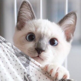 とぅくとぅく♡家族ができました