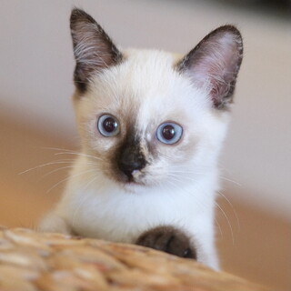 のいのい♡家族ができました