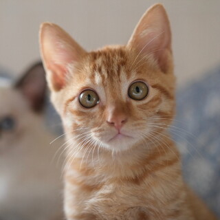 キャットみぃちゃん　画像1 + 8 可愛いミケちゃん」香川県 - 猫の里親募集(330679) 1枚目の画像