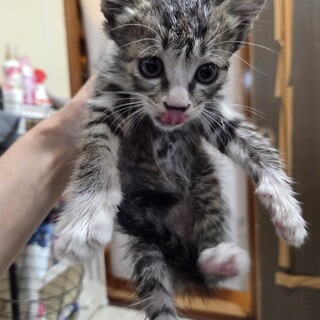 レスキューされた子猫