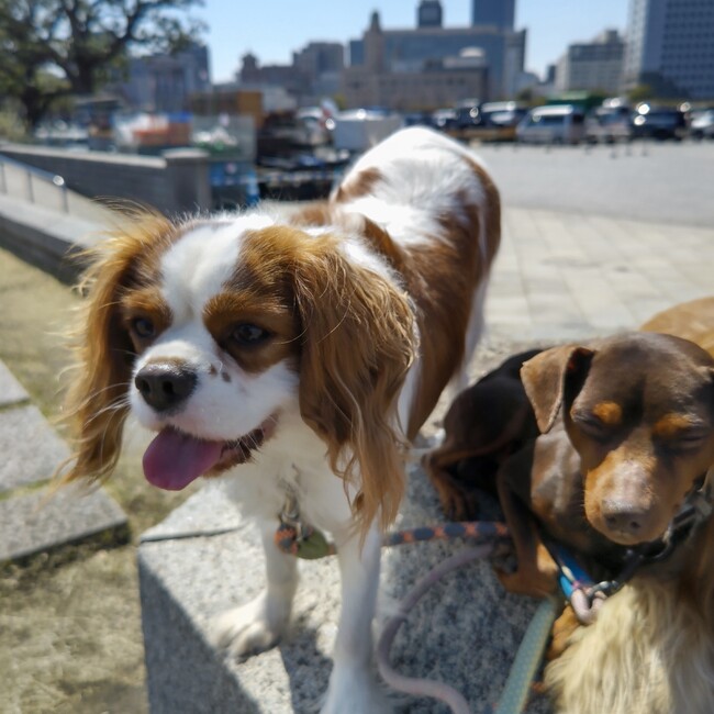 ドンキホーテのカバー写真