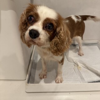 キャバリア 7歳 メス