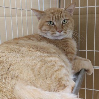 丸顔の茶トラくん♪