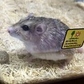 マカロニマウスの里親募集