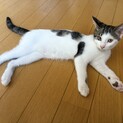 室内生まれ室内育ち　うーたん　6/14生　メス