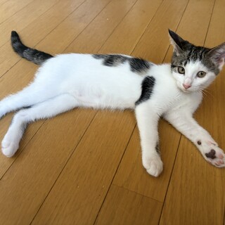 室内生まれ室内育ち　うーたん　6/14生　メス