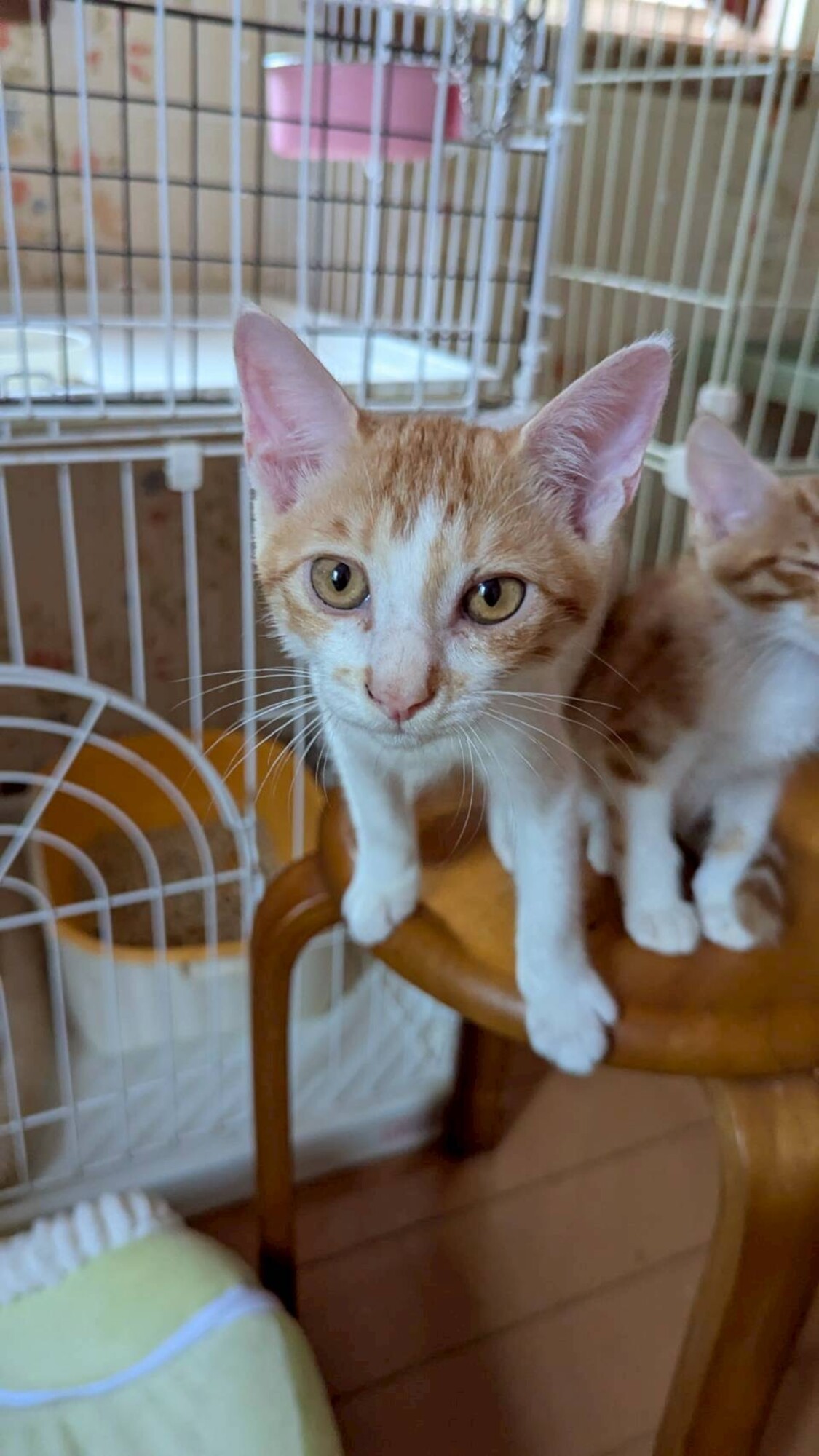 ⭐︎専用⭐︎猫さん様 元気いっぱい⭐︎サザンちゃん」千葉県 - 猫の里親募集(526595