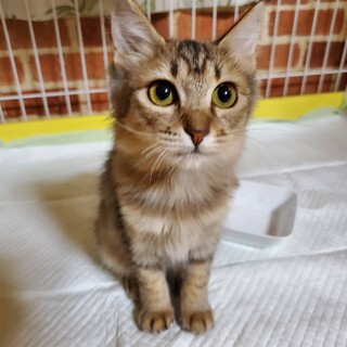 ねね(旧ヒール)ちゃん