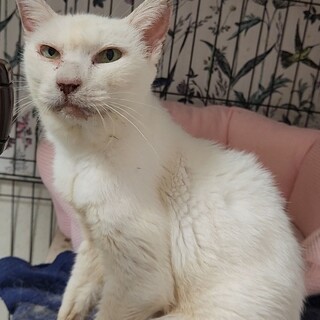 飼い主様急逝の為緊急募集！