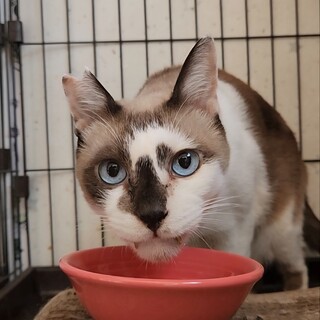 飼い主様急逝の為緊急募集！