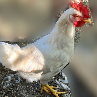 ニワトリ　オス1匹　品種:ソニア