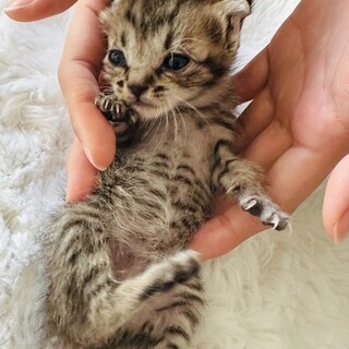 生後20日くらいのミルク飲みっ子