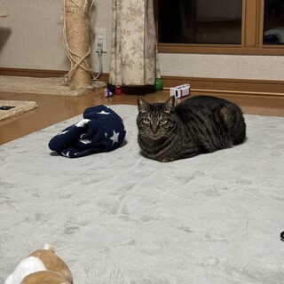 体の大きい大人しいイケメンキジトラくん！